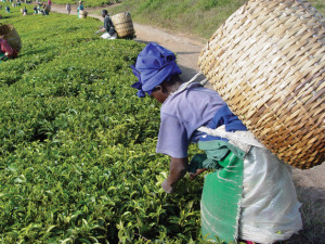 Africa has about 60 per cent of the world’s unused cropland that can be used for farming and can create upto 8 million new jobs between now and 2020