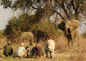 Tourists watching a herd of elephants during a game safari